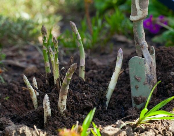 Planter les asperges - Gamm vert