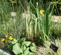 Iris pseudoacorus et Caltha palustris - Jardin à la rue - J. Maieli et G. Bourré