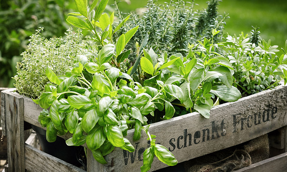 Créer une jardinière aromatique à partir de palettes
