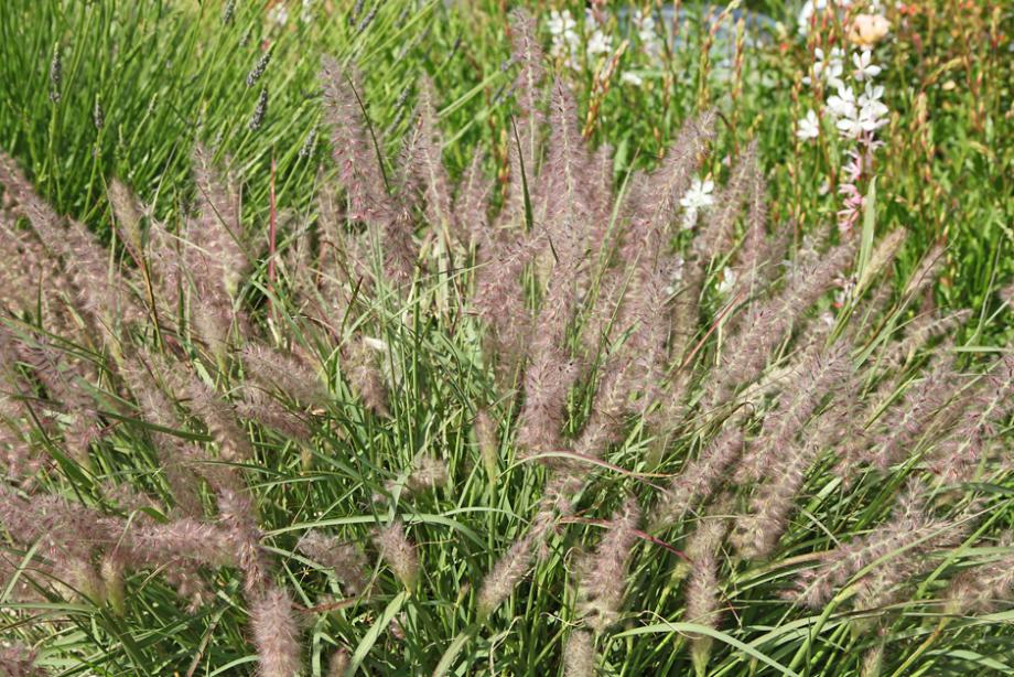Pennisetum alopecuroides