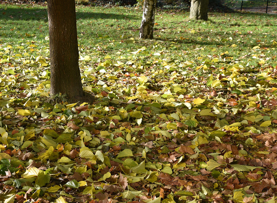 Comment rammasser les feuilles mortes en automne ?