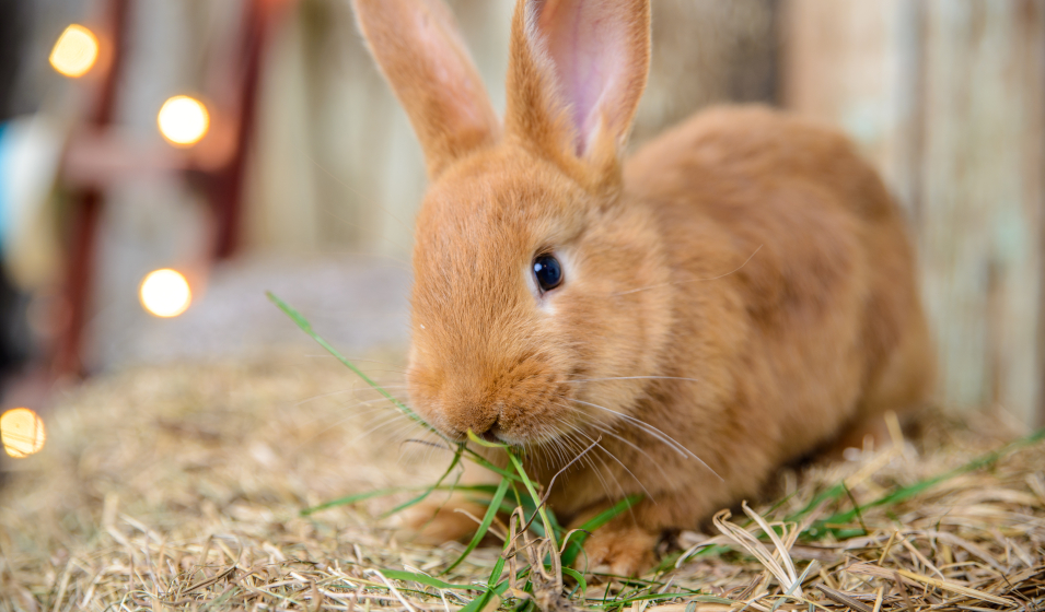 lapin herbe