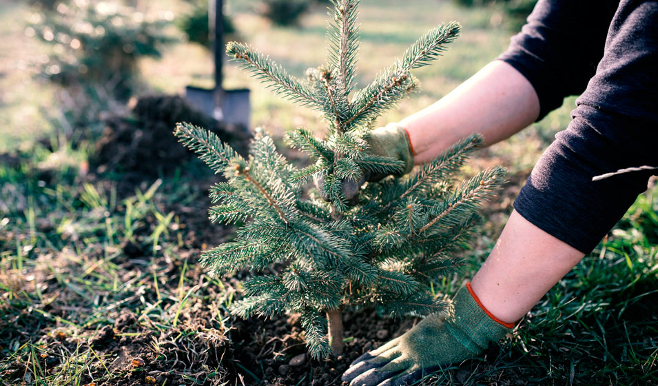 sapin
