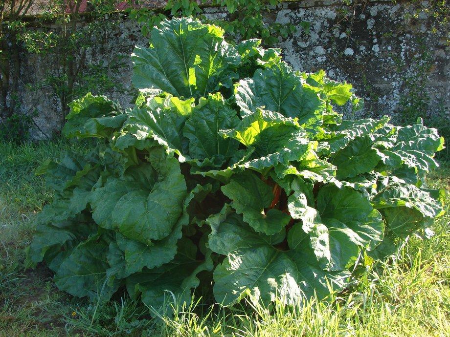 Comment cultiver la rhubarbe ?