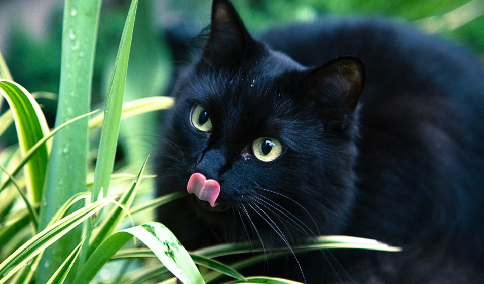 alimentation mixte chat