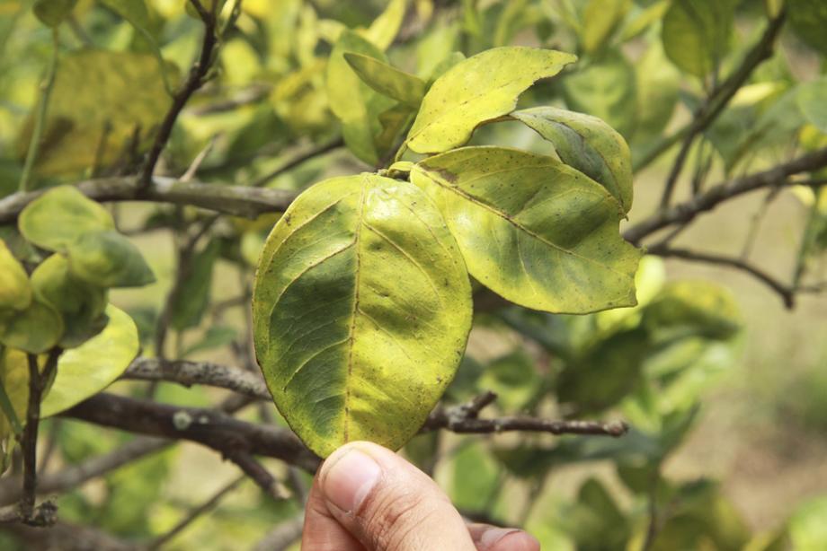 Pourquoi le kumquat a des feuilles jaunes ? Gamm vert