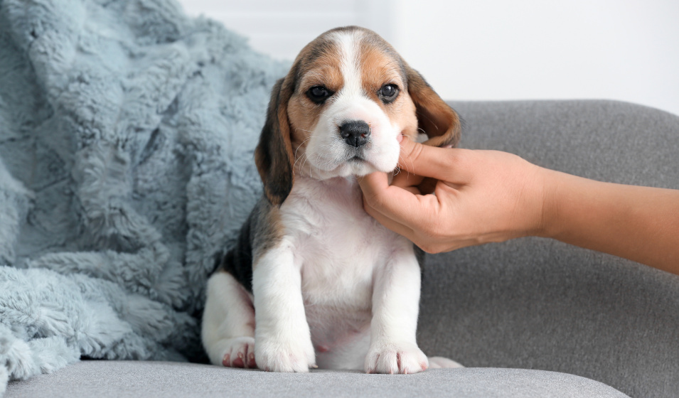 Ne favorisez pas le chiot par rapport au chien adulte !