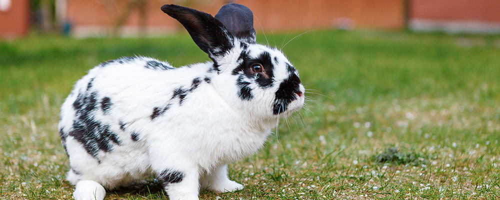 Lapin géant papillon français