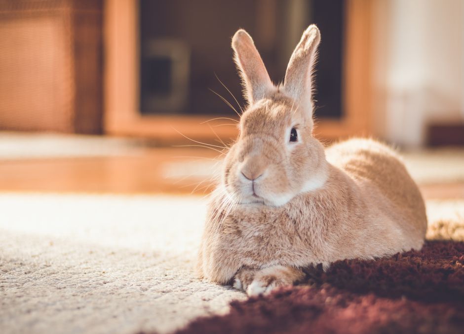 Tapis et plancher sont des sols plus agréables pour le lapin 