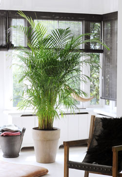 Le palmier se cultive très bien en pot !