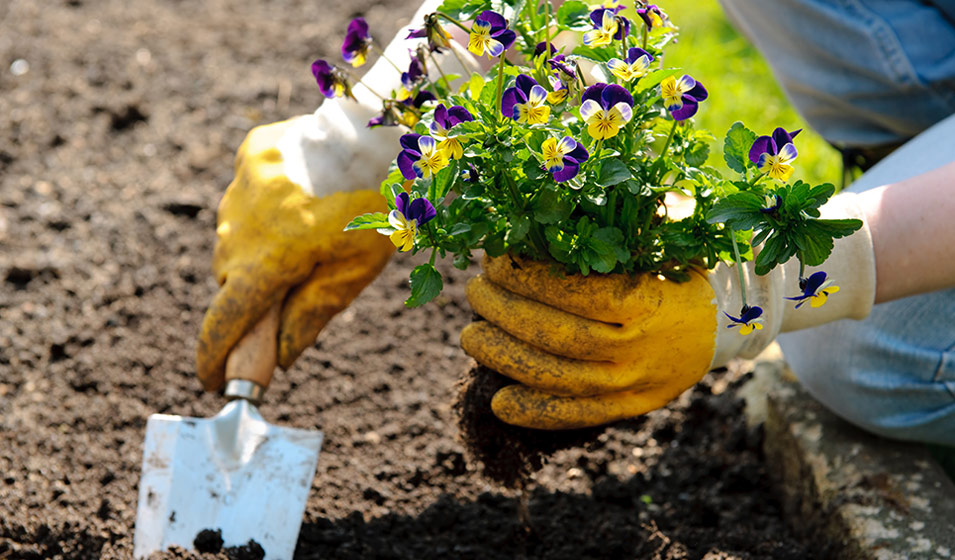 Viola semis, plantation et entretien Jardiland