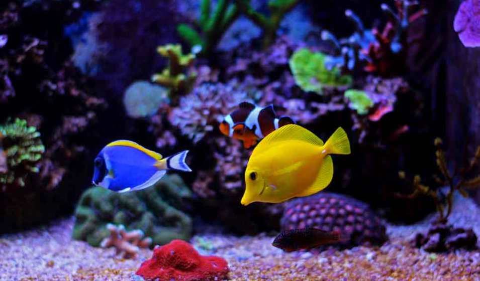 Quels types de poissons tropicaux peuvent vivre ensemble ?