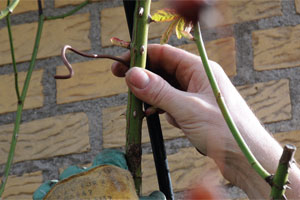 Rattachez les branches principales au support