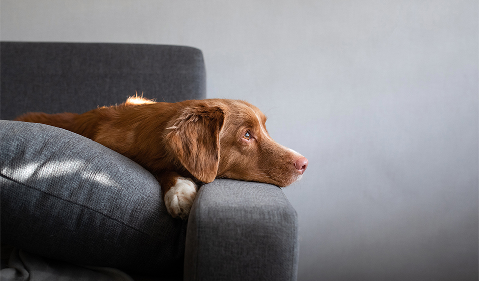 Calmant l'anxiété des chiens  Jouet de formation comportementale