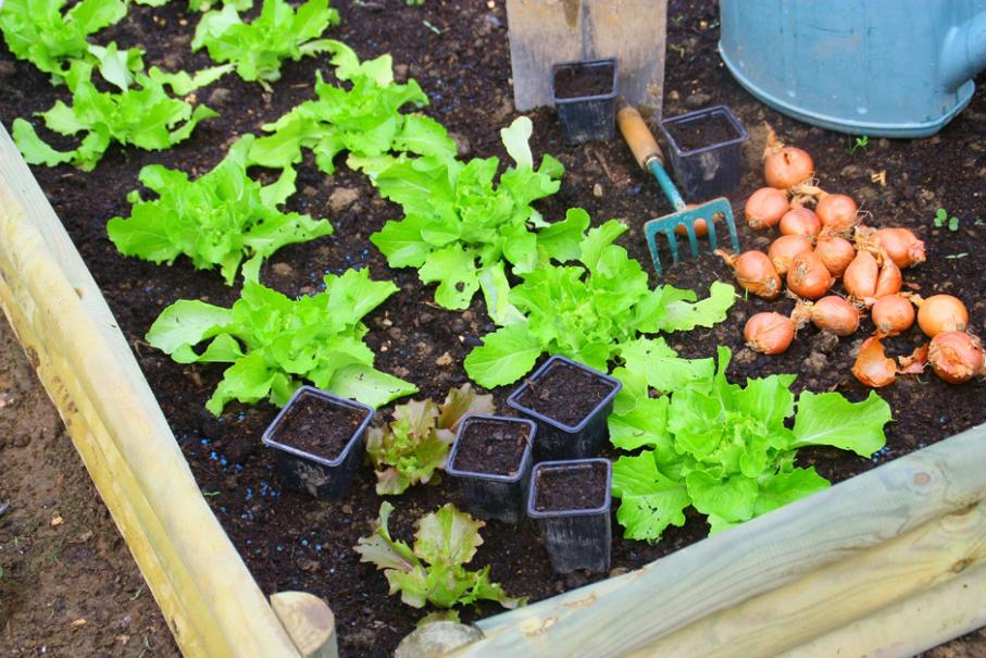 Réaliser un potager en carré, façon permaculture