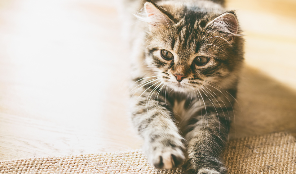 chat