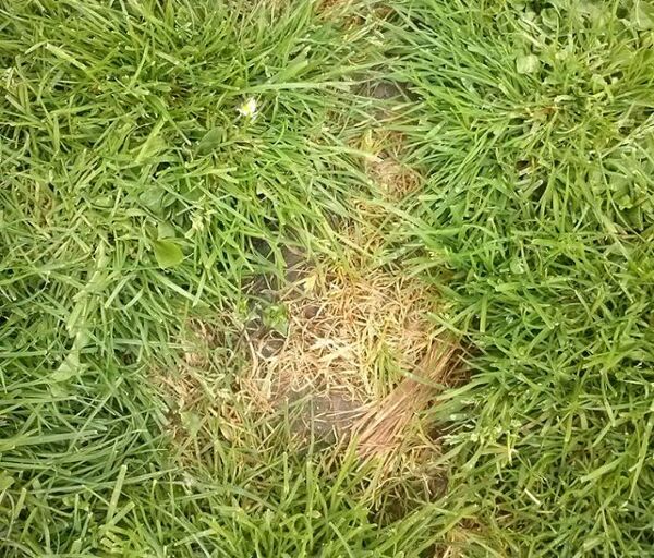 Contre les taches jaunes dans la pelouse Gamm vert