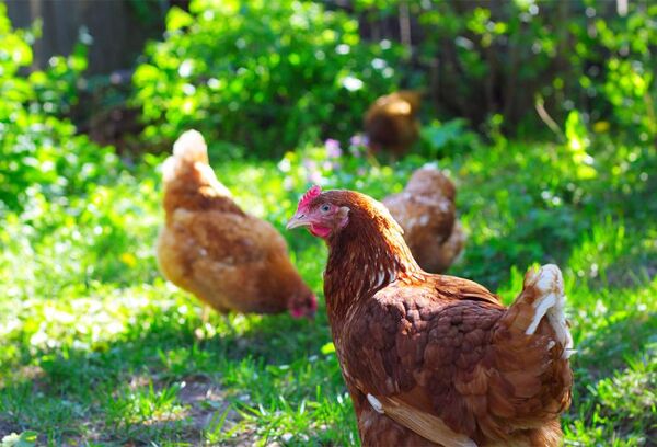 9 astuces pour préserver les poules des pluies d'automne
