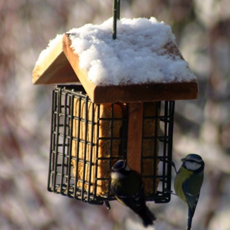 Nourrissez les oiseaux durant l'hiver