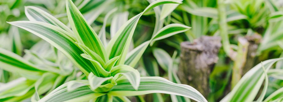 Dracaena