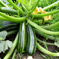 Les courgettes sont faciles à cultiver et produisent beaucoup !