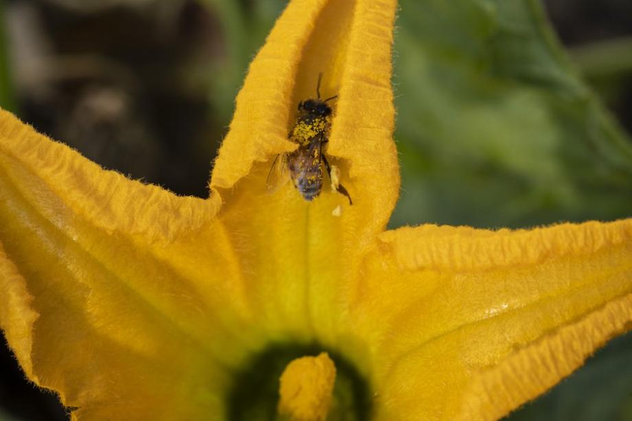 Combien De Courgettes Par Pied