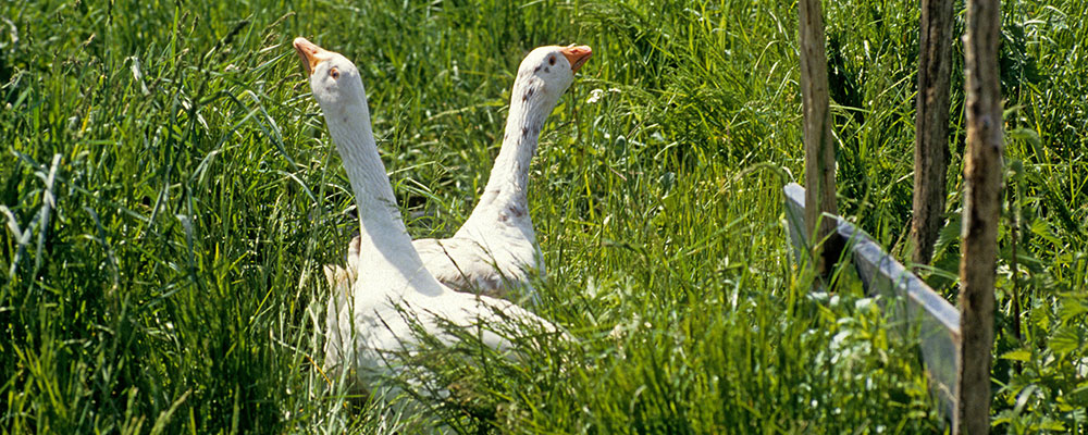 L’oie Blanche du Poitou