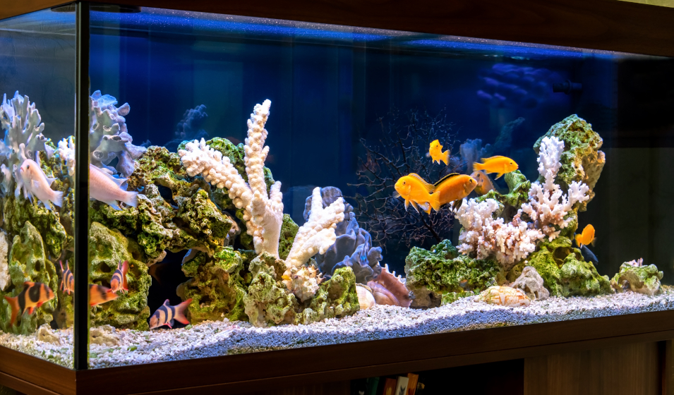 Pompe à eau pour aquarium 200 l/h pour aquariums de max 80 litres - Le  Poisson Qui Jardine