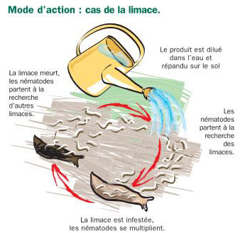 Le mode d'action des nématodes