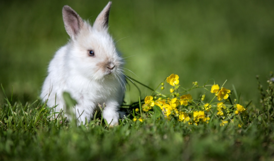 comportement lapin nain 9