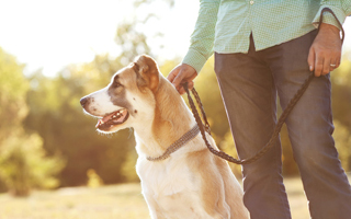 Embauchez un dogsitter qui rendra régulièrement visite à votre chien