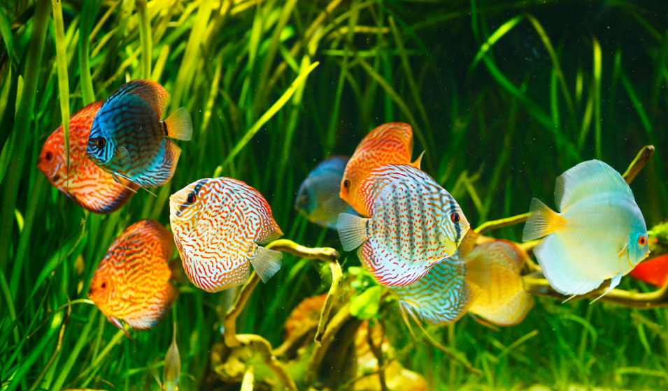350 meilleures idées sur aquarium eau de mer