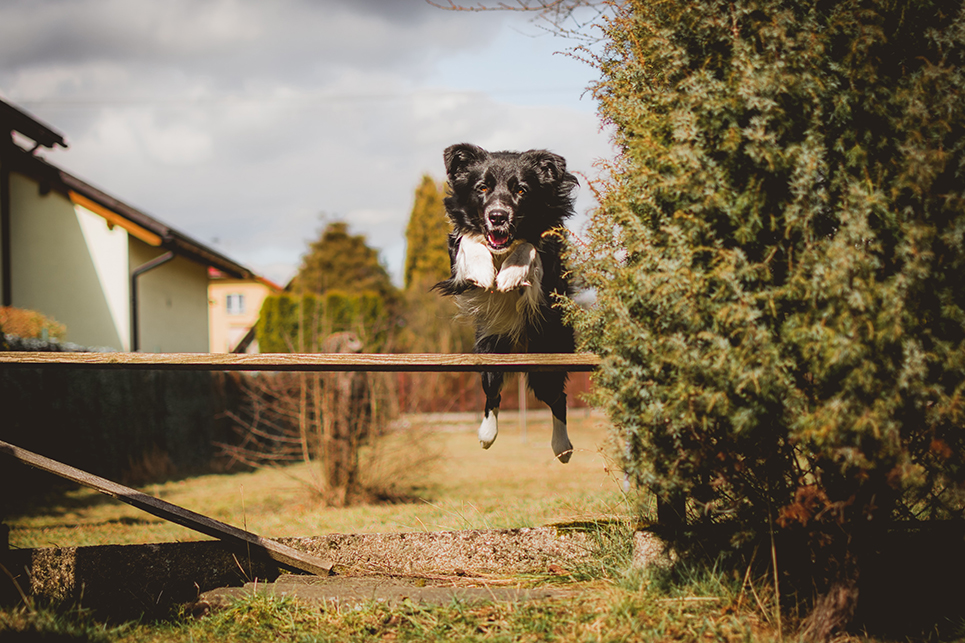 Les activités pour chien complètes et encadrées