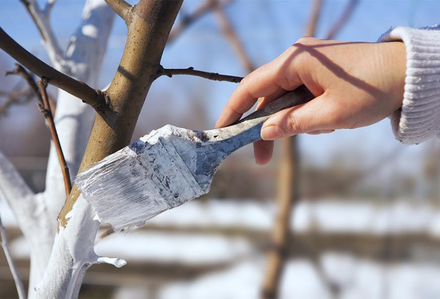 Comment soigner les arbres fruitiers en hiver ? - Gamm vert