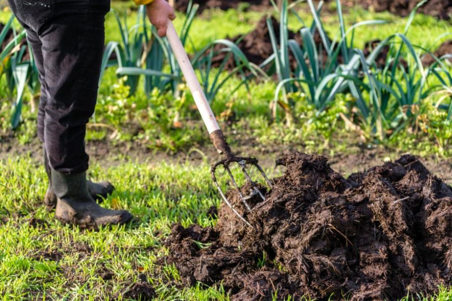 Pas trop de fumier pour moins de taupins à éliminer
