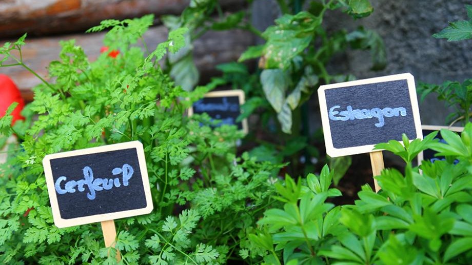 Récolte des plantes aromatiques