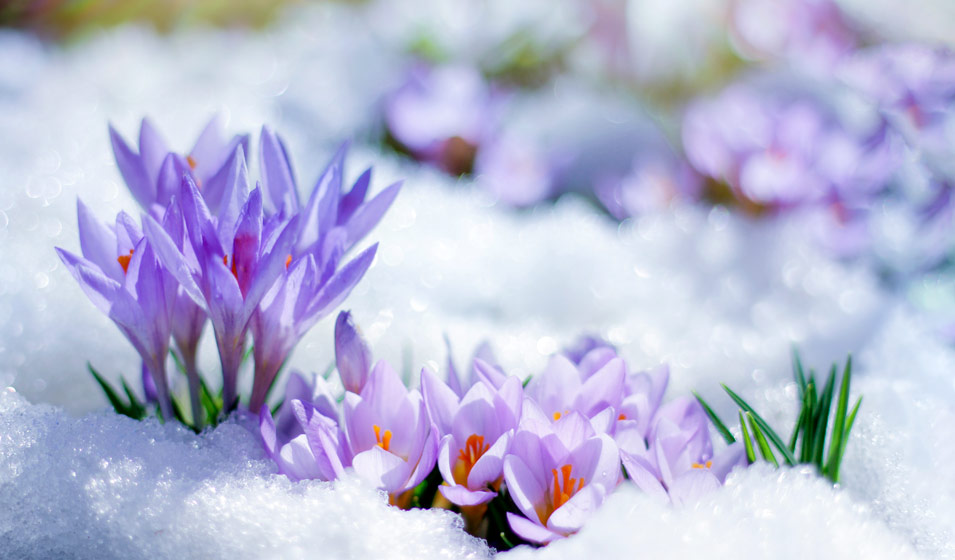 Les avantages de la neige au jardin