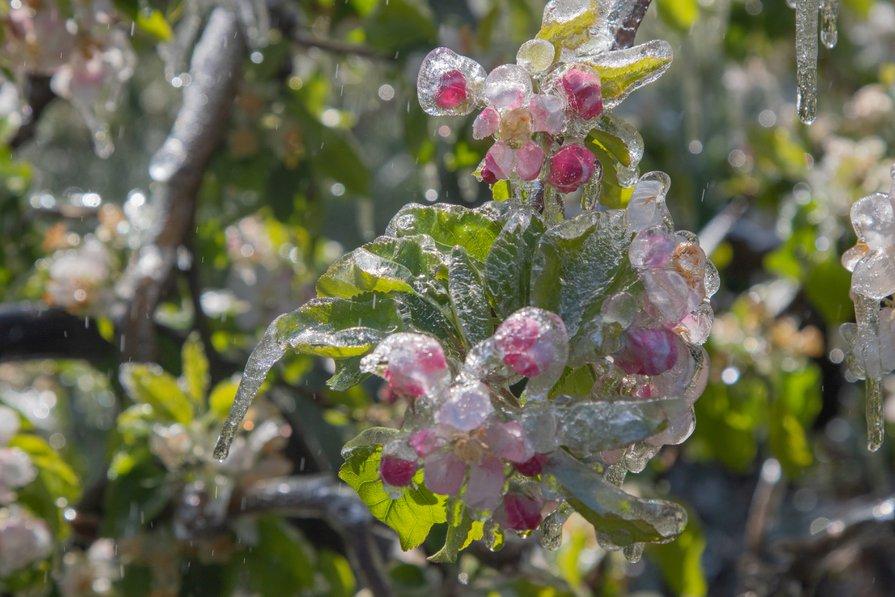 Des fleurs d'abricotiers gelées