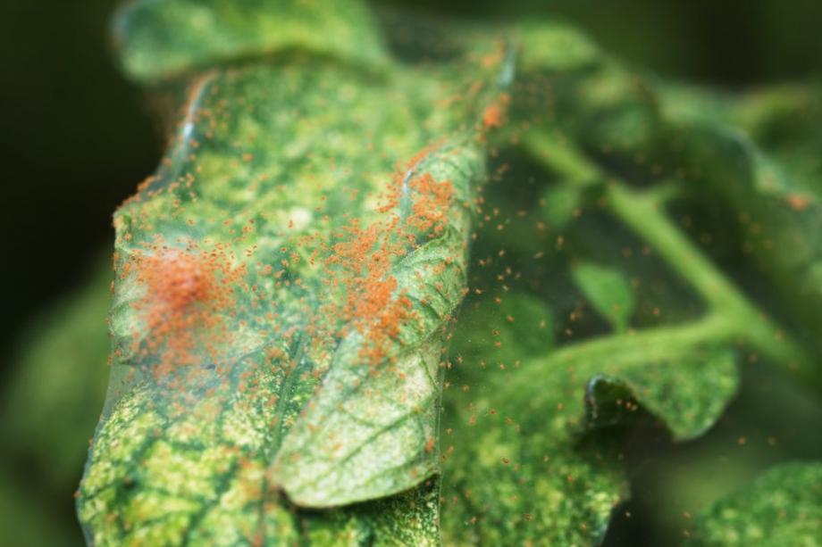 Le soufre peut aussi être utilisé au jardin contre les acariens