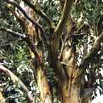 Eucalyptus