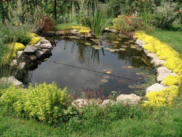 Bassin naturel - Bassin de jardin - bassin extérieur
