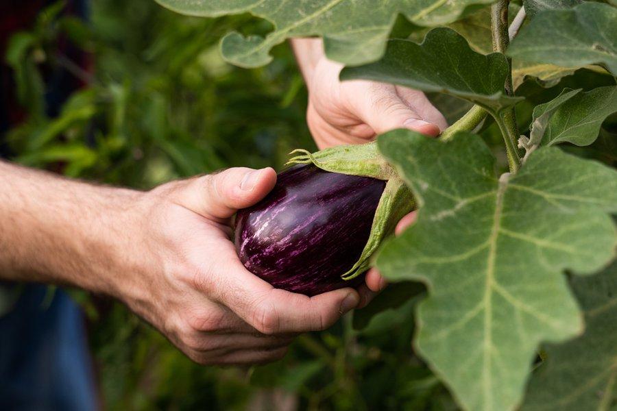 Fleurs d'aubergines qui tombent : comment agir ? - Gamm vert