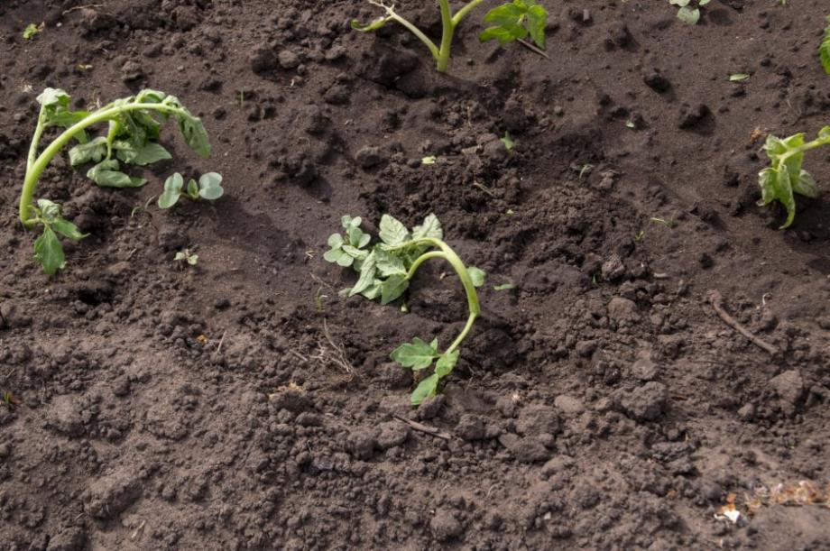 Pourquoi mes tomates ne poussent pas ? - Gamm vert