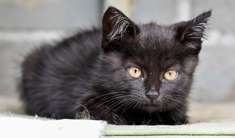 Les premières sorties du chaton