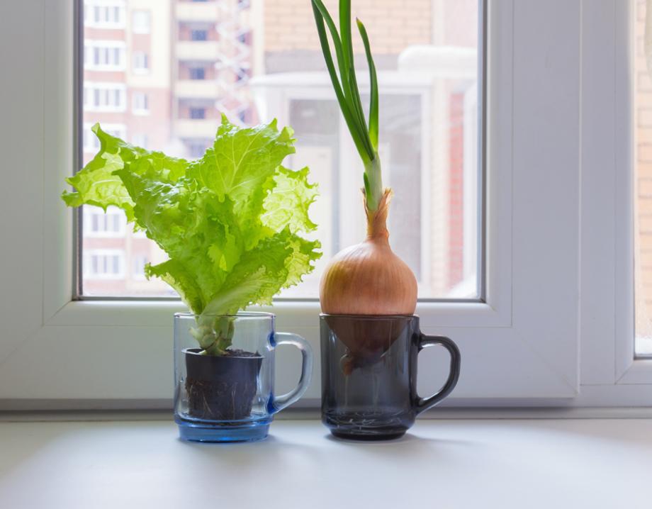 Comment faire pousser des légumes à partir de restes