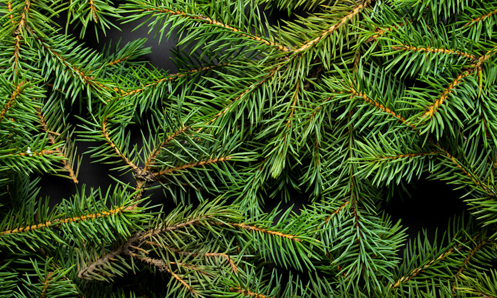 Comment recycler le sapin au jardin?