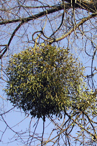 Supprimez le gui qui suce la sève de l'arbre