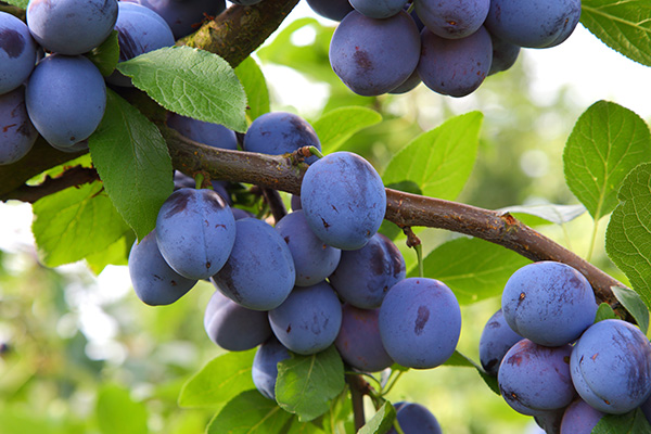 Les prunes sont recouvertes d'une couche de pruine