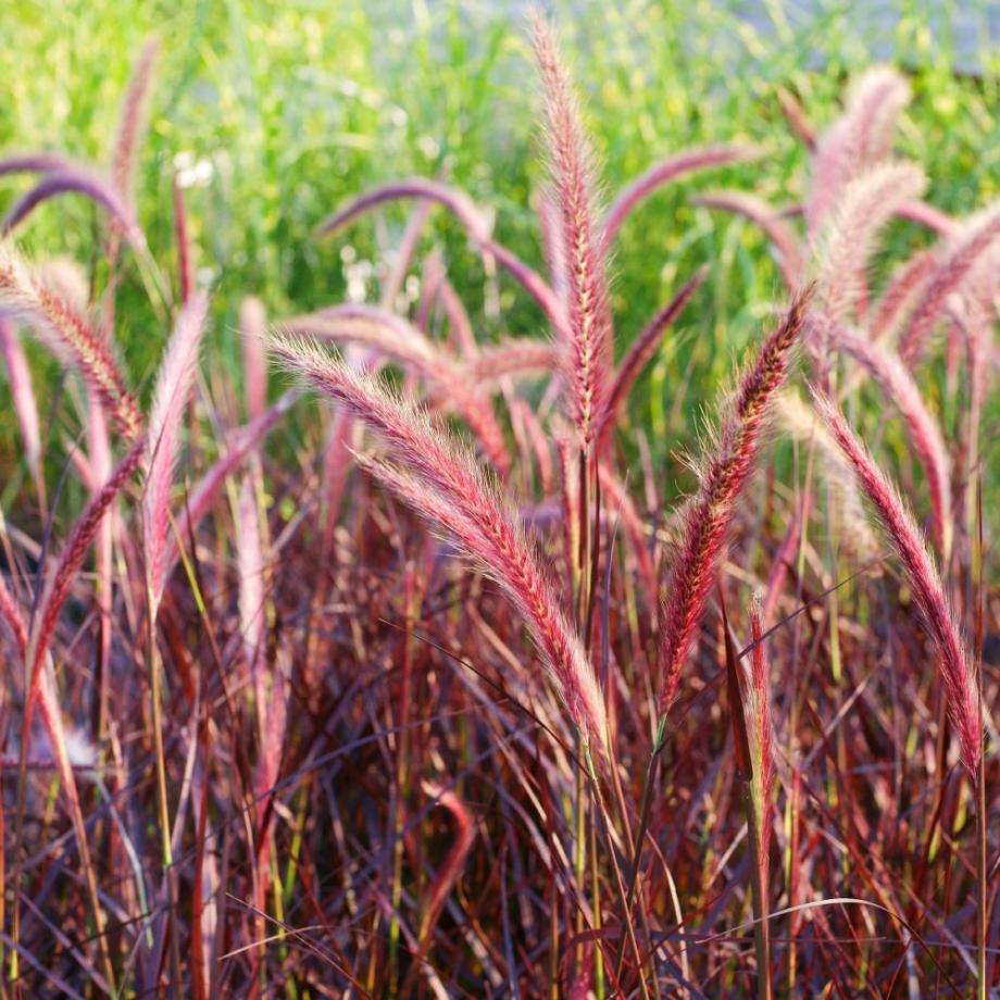 Pennisetum x advena 'Purpurea'
