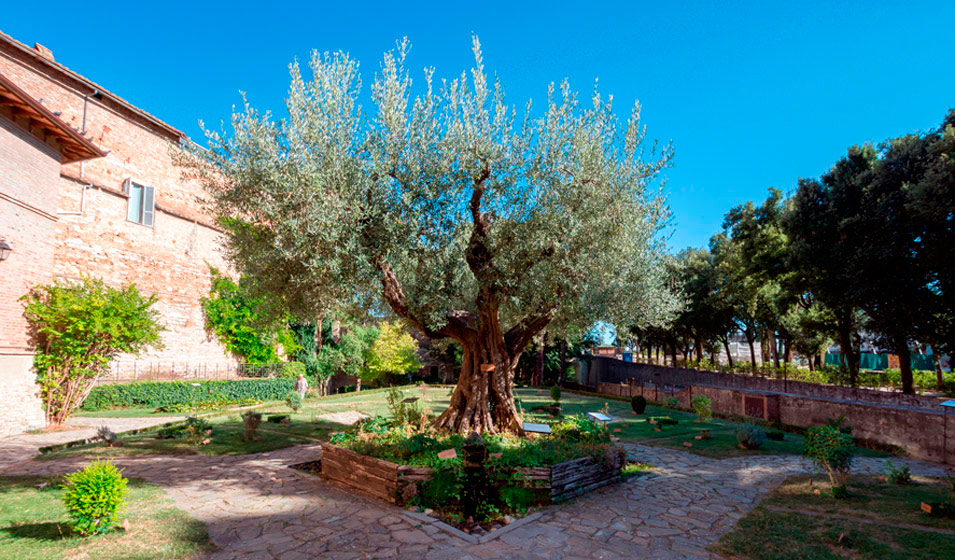 Les Oliviers du Jardin, Entretenir son olivier